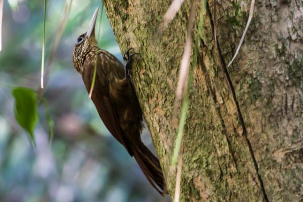 10 egzotycznych ptaków Amazonki — 7. Kowalik 