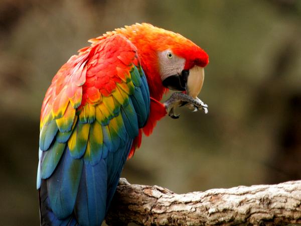 10 egzotycznych ptaków Amazonki — 5. Szkarłatna ara