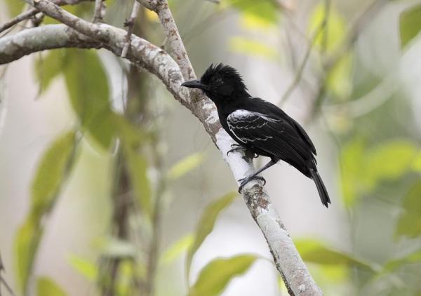 10 egzotycznych ptaków Amazonki - 4. Batara de Castelnau 