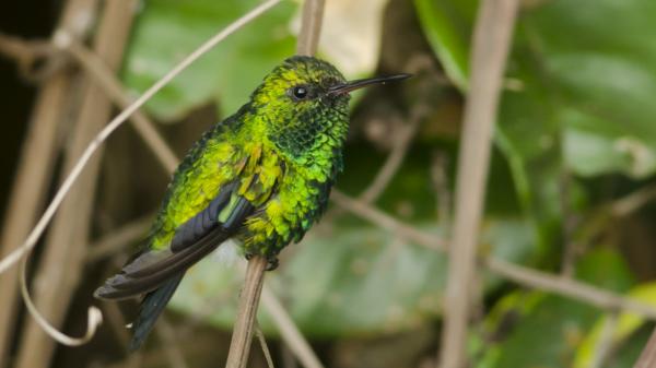 10 egzotycznych ptaków Amazonki - 2. Chiribiquete Esmeral