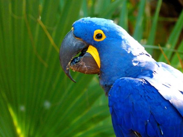 10 egzotycznych ptaków Amazonki - 1. Niebieska ara