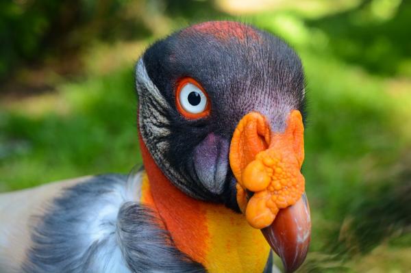 10 egzotycznych ptaków Amazonki - 10. King Vulture 