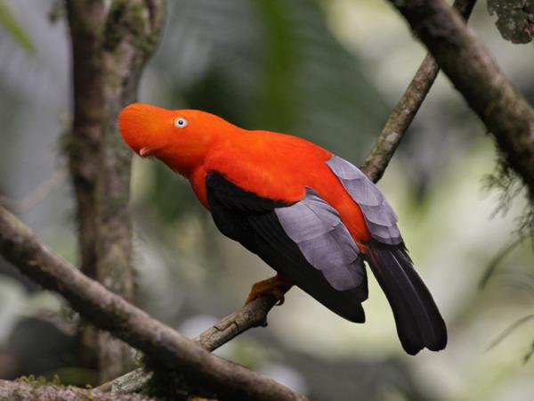 10 egzotycznych ptaków Amazonki – 3. Kogut skalny