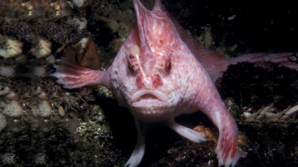 Najrzadsza ryba świata - 10. Ryba różoworęczna (Brachiopsilus dianthus)