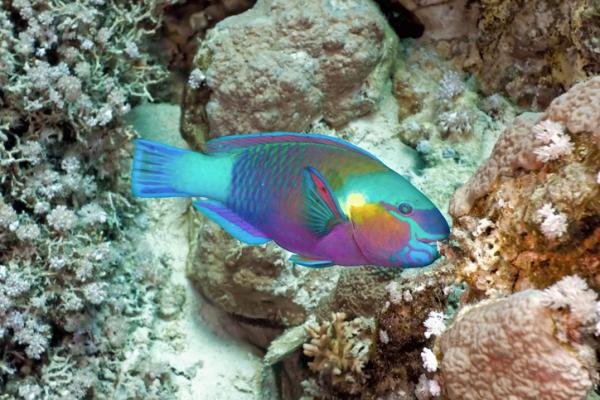 Najrzadsza ryba na świecie — 8. Parrotfish (rodzina Scaridae)