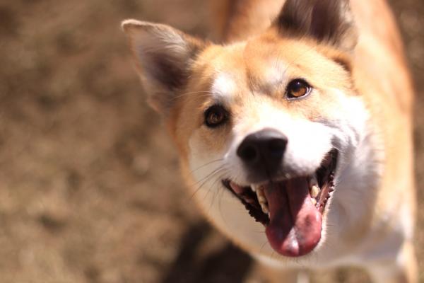 10 powodów, aby adoptować psa mieszańca - 2. Możesz uniknąć poświęcenia