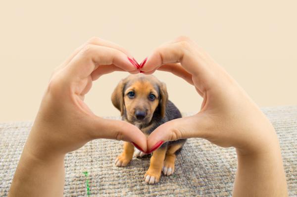 10 powodów, aby adoptować psa mieszańca - 9. Nigdy cię nie opuści