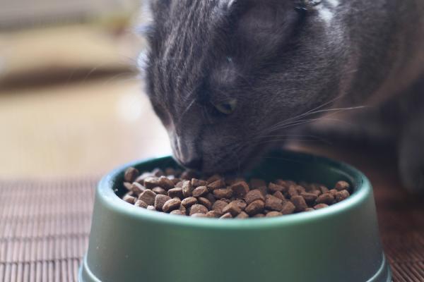 Dlaczego koty piją wodę z kranu?  - Dlaczego mój kot pije wodę z kranu, jeśli wcześniej tego nie robił?