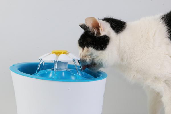 Dlaczego koty piją wodę z kranu?  - Jak uniemożliwić kotu picie wody z kranu?