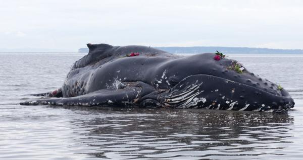 Dlaczego wieloryby wybuchają?  - Wieloryb na mieliźnie