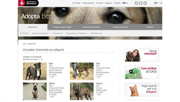 Adopcja zwierząt online – jak wybrać odpowiedniego zwierzaka