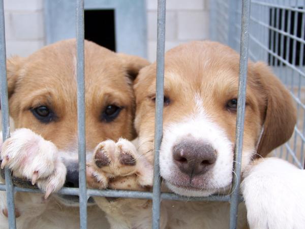 Adoptuj zwierzaki online - Ile kosztuje adopcja zwierzaka?