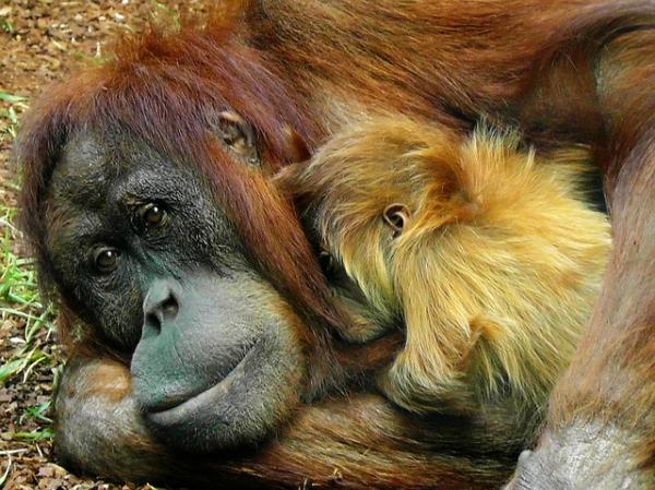 Najlepsze matki w królestwie zwierząt - 4. Orangutan