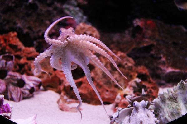 Najlepsze matki w królestwie zwierząt - 1. Octopus