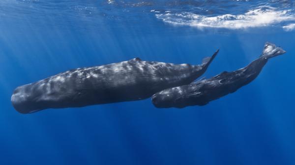 5 największych zwierząt morskich na świecie - Kaszalot 