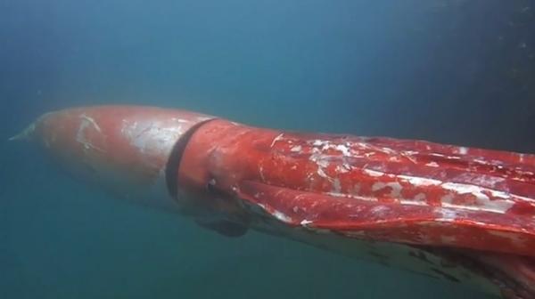 5 największych zwierząt morskich na świecie – kałamarnica olbrzymia