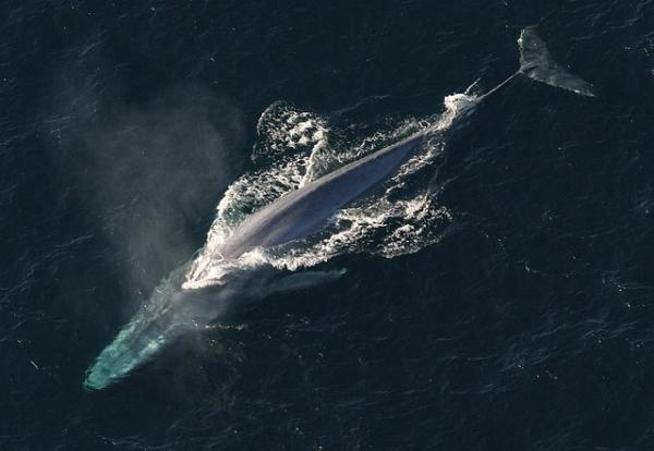 5 największych zwierząt morskich na świecie – płetwal błękitny