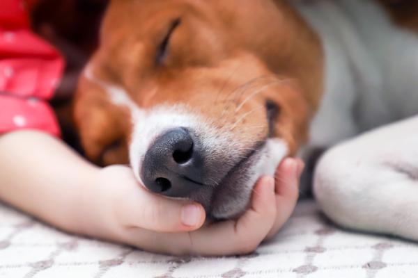 6 powodów, dla których Twój pies śpi z Tobą - 4. Szuka Twojego ciepła
