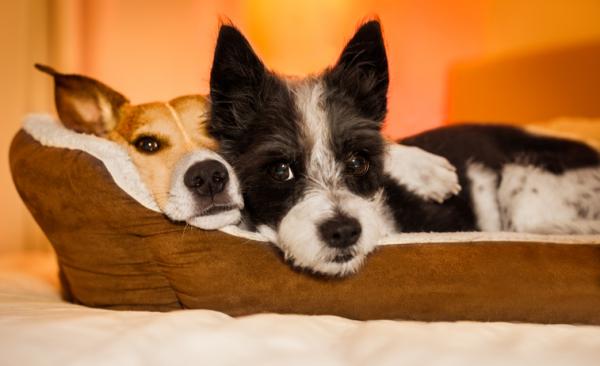 6 powodów, dla których Twój pies śpi z Tobą - 1. Jest zwierzęciem towarzyskim