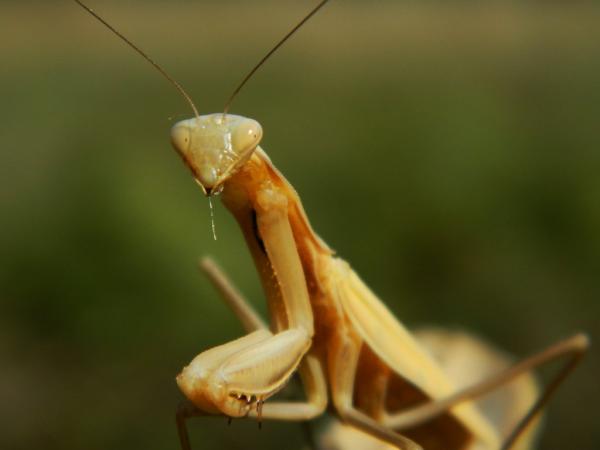 Zwierzęta, które jedzą owady - Przykłady i ciekawostki - 9. Modliszka