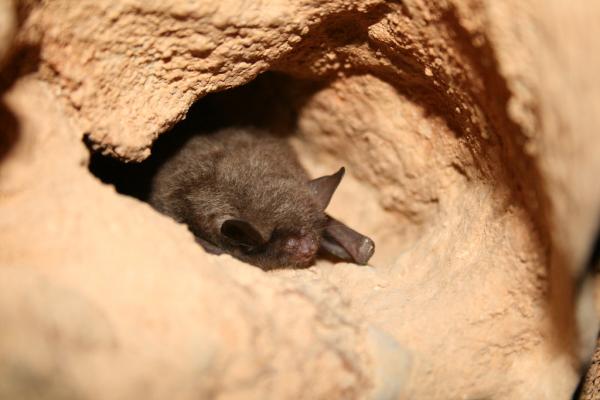 Zwierzęta, które jedzą owady - Przykłady i ciekawostki - 7. Indiana bat