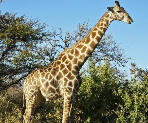 Rodzaje żyraf - Rodzaje żyraf camelopardalis