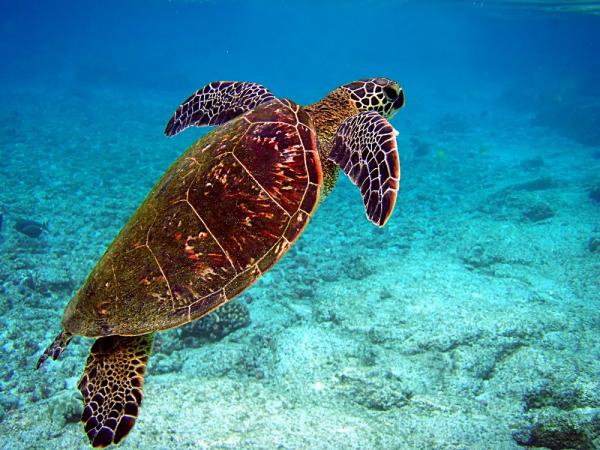 Fauna Morza Karaibskiego - 8. Żółw zielony