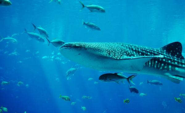 Fauna Morza Karaibskiego - 1. Rekin wielorybi, wielki pożeracz planktonu 