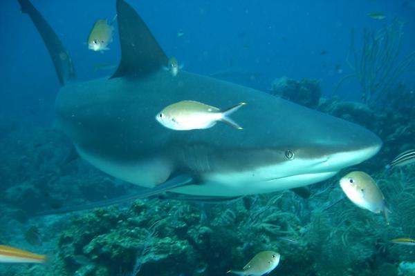 Fauna Morza Karaibskiego - 3. Rekin byk
