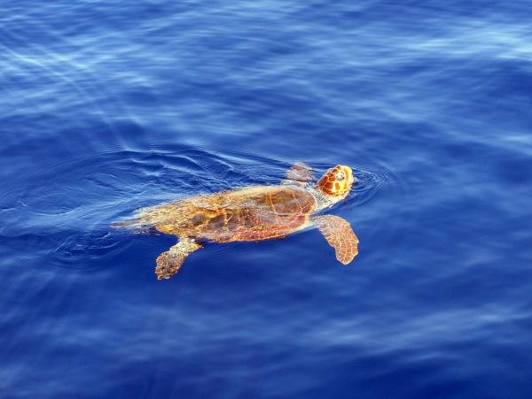 Fauna Morza Karaibskiego - 10. Żółw karetta