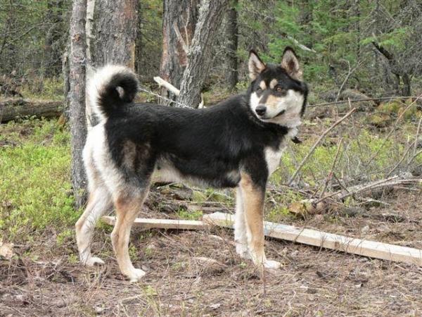 Rosyjskie rasy psów - 2. Psy Łajka Rosji