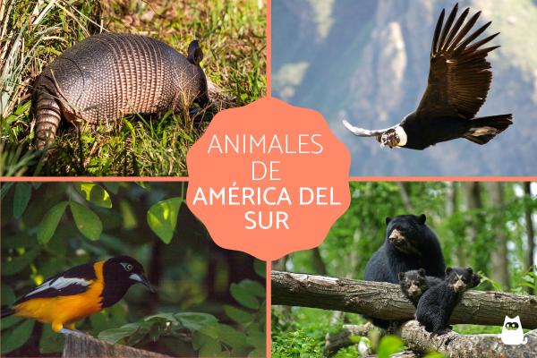 Zwierzęta Ameryki - Zwierzęta Ameryki Południowej