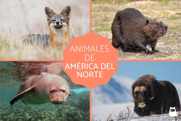 Zwierzęta Ameryki - Zwierzęta Ameryki Północnej