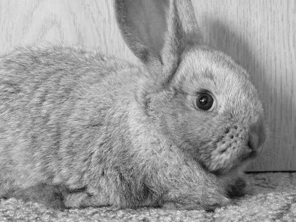 Mój królik ma biegunkę – przyczyny i leczenie – wskazówki, jak zapobiegać biegunce u królików