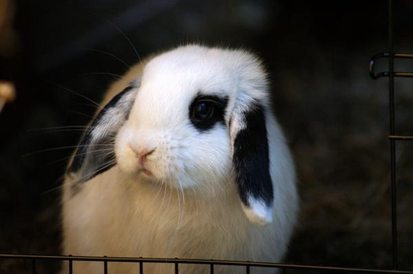 Mój królik ma biegunkę - przyczyny i leczenie - przyczyny biegunki u królików