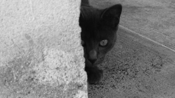 Dlaczego czarne koty kojarzą się z pechem?  - Czarny kot w naszych czasach