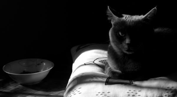 Dlaczego czarne koty kojarzą się z pechem?  - Geneza mitu pecha powodowanego przez czarne koty