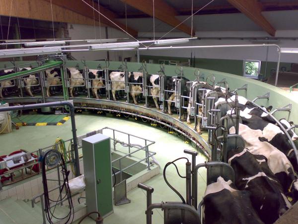 Jak krowy robią mleko?  - Cykl reprodukcyjny krowy mlecznej