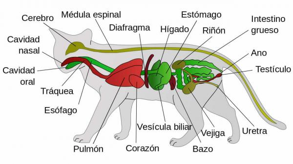 Anatomia kota — układ pokarmowy kota