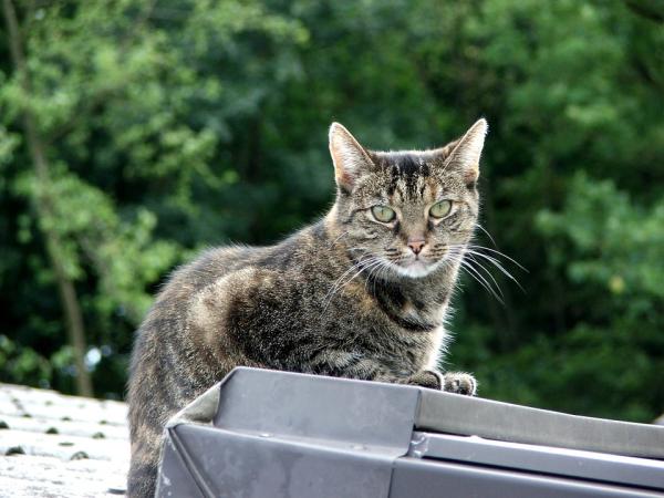 Zalety posiadania kota kundelka - Co to jest kot kundel?