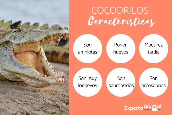 Jak rodzą się krokodyle?  - Charakterystyka krokodyla
