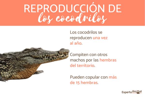 Jak rodzą się krokodyle?  - Jak rozmnażają się krokodyle?