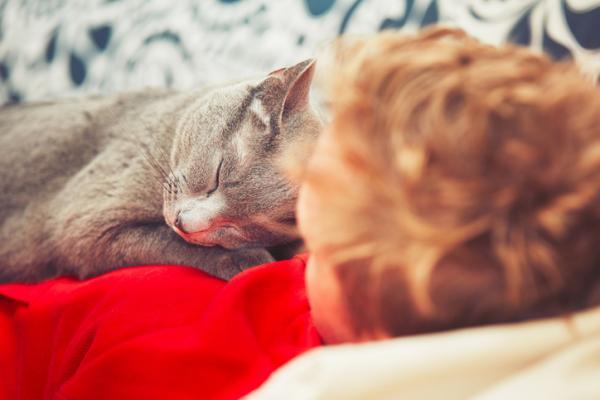 Czy koty kochają swoich właścicieli?  - Zachowanie kotów wobec ich właścicieli