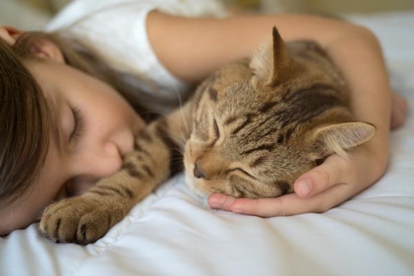 Dlaczego koty lubią spać na ludziach?  - Dlaczego twój kot jest zawsze na tobie?