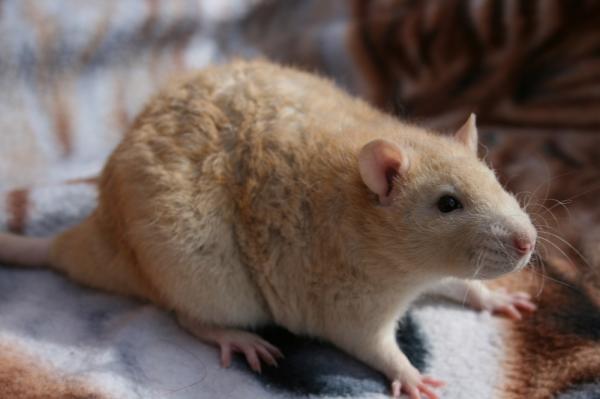 Rodzaje szczurów domowych - Rex Rat