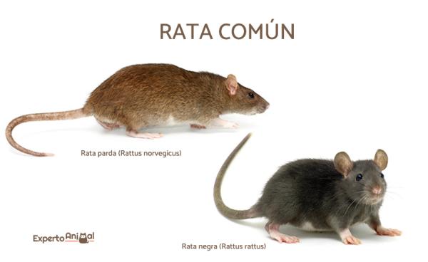 Rodzaje szczurów domowych - Szczur pospolity 