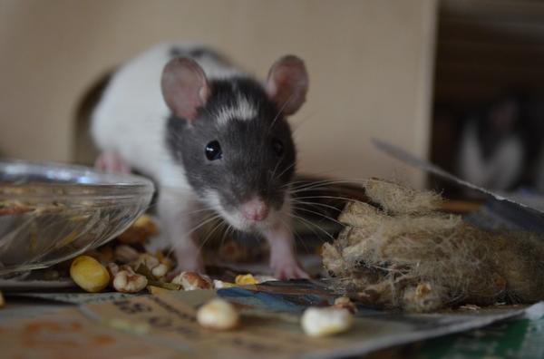Rodzaje szczurów domowych - Dumbo Rat