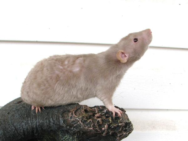 Rodzaje szczurów domowych - Manx Rat