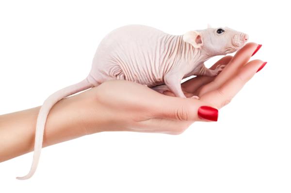 Rodzaje szczurów domowych — łysy szczur lub bezwłosy szczur