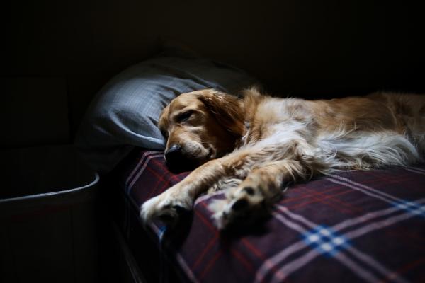 Czy to normalne, że mój pies porusza się podczas snu?  - Dlaczego pies porusza się podczas snu?